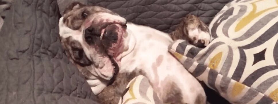 Lazy Bulldog Refuses To Go Outside - He Just Wants To Nap! (VIDEO)