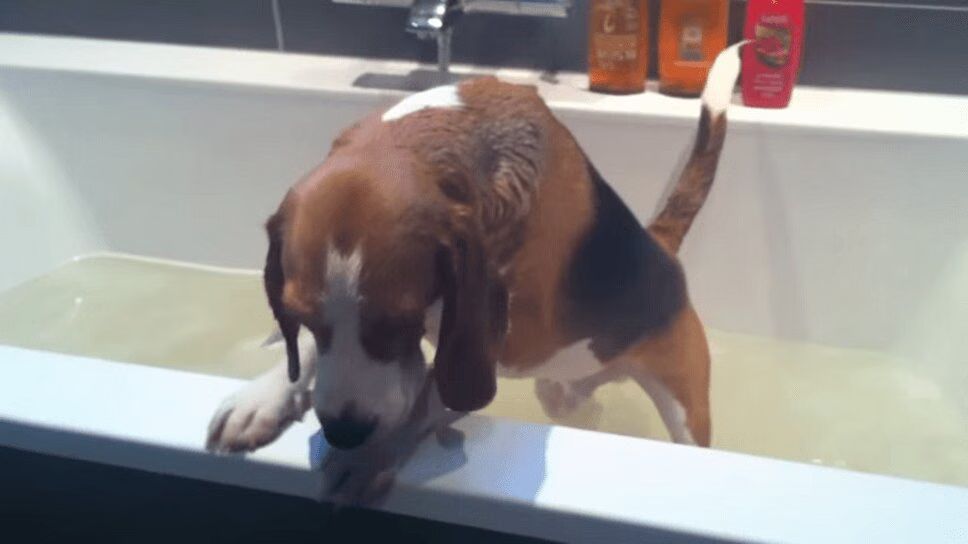 Precious Beagle Gets A Bath - So Adorable! (VIDEO)