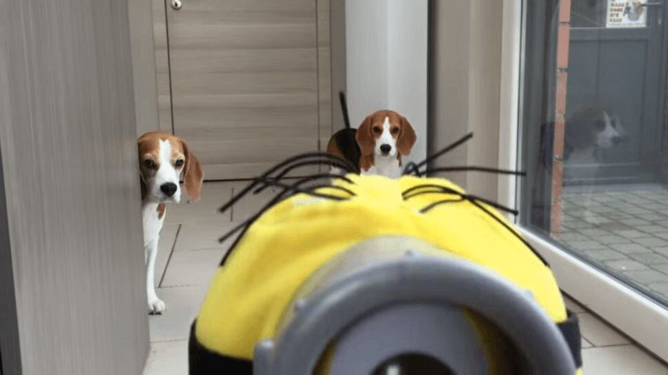 Precious Beagles Square Off Against Minions Toy (VIDEO)