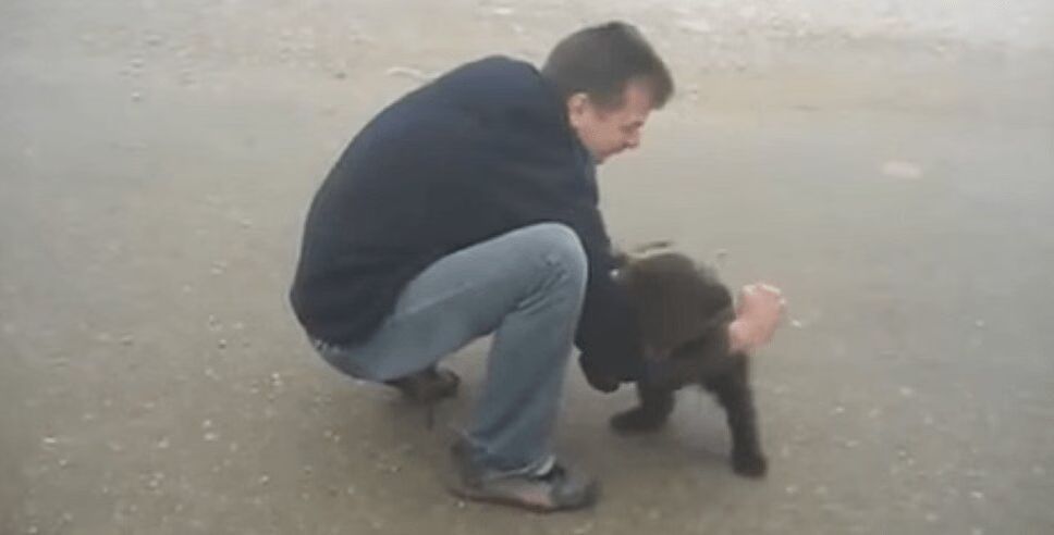 Precious Cub Launches Cutest Bear Attack Ever (VIDEO)