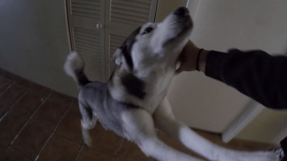 Precious Dog Shows What It's Like To Come Home To A Husky (VIDEO)