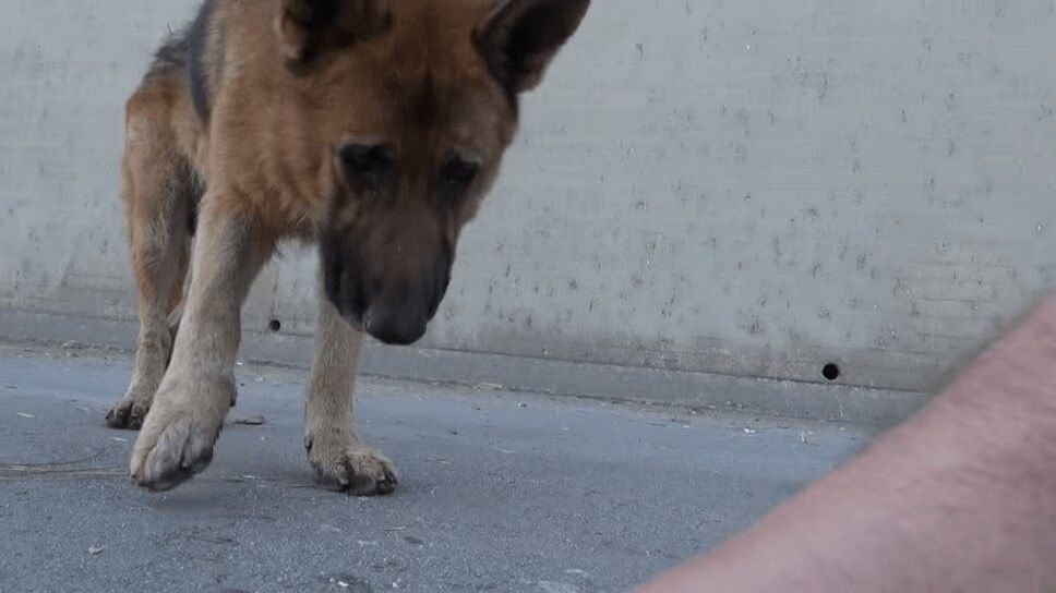 Precious German Shepherd Rescued From Los Angeles River (VIDEO)