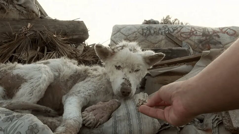 Precious Husky Living In Garbage Makes Miraculous Recovery (VIDEO)