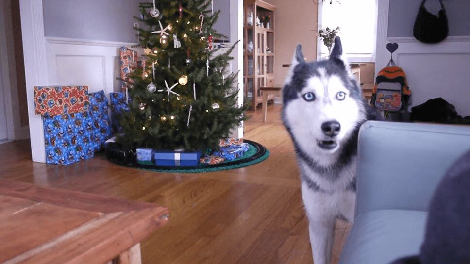 Precious Husky Sings 'Jingle Bells' For Christmas (VIDEO)