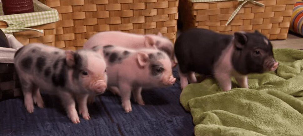Precious Potbelly Pigs Are As Cute As They Come (VIDEO)