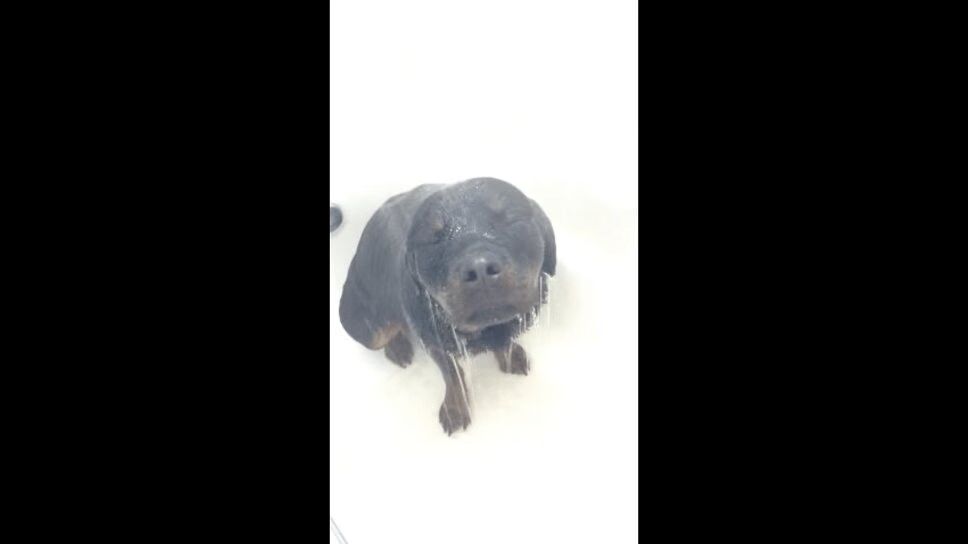 Precious Rottweiler Loves To Take Showers (VIDEO)