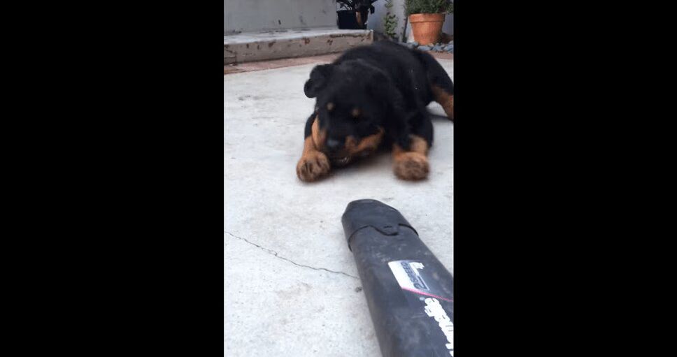 Precious Rottweiler Puppy Meets Leaf Blower (VIDEO)
