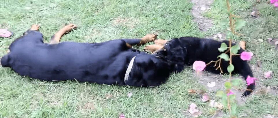 Precious Rottweiler Wrestles With Adorable Puppy (VIDEO)