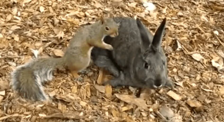 Rabbit and Squirrel Form Adorable Friendship (VIDEO)