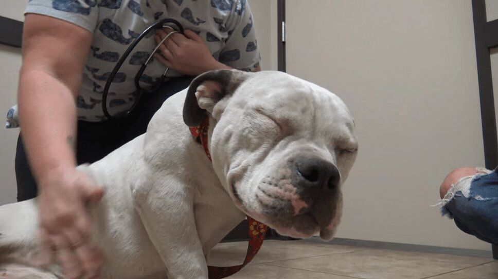 Rescued Pit Bull Goes From Scared To Smiling (VIDEO)