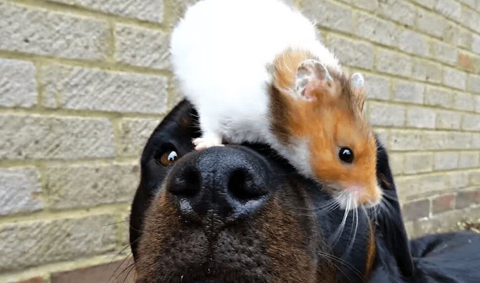 Rescued Rottweiler Forms Friendship With Hamster (VIDEO)