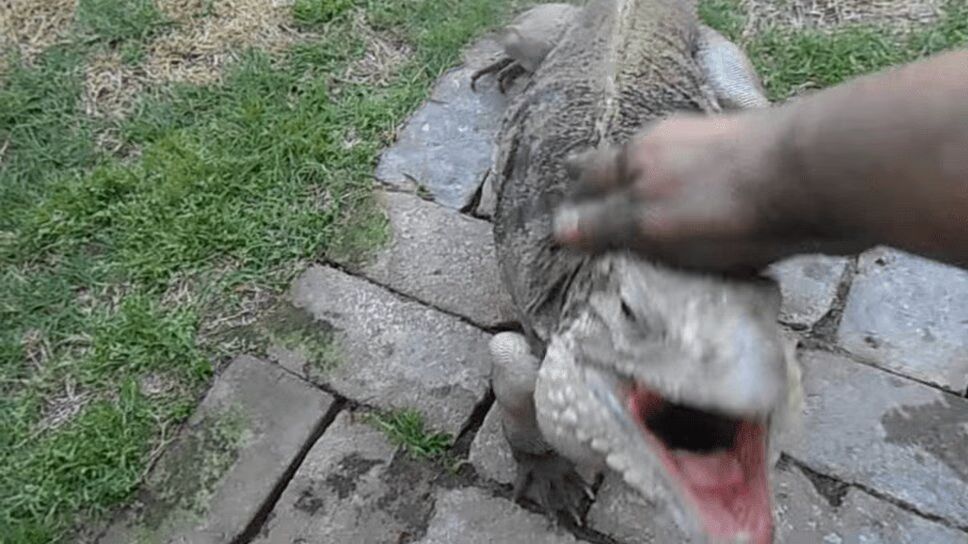 Ridiculous Lizard Greets Owner Like A Dog (VIDEO)