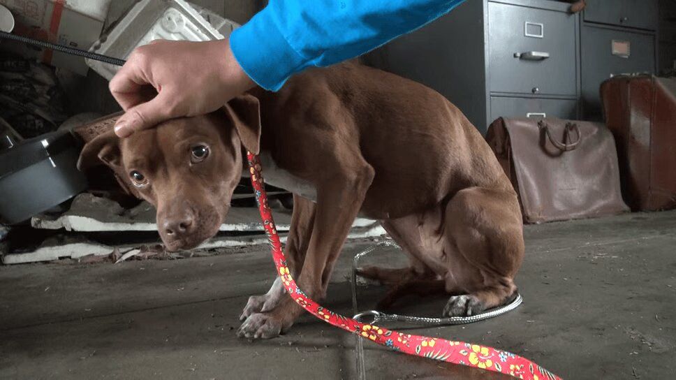Scared Homeless Pit Bull Gets New Lease On Life (VIDEO)