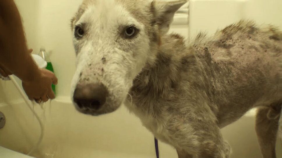 Scared Husky Goes From Homeless To Healthy - And Handsome! (VIDEO)