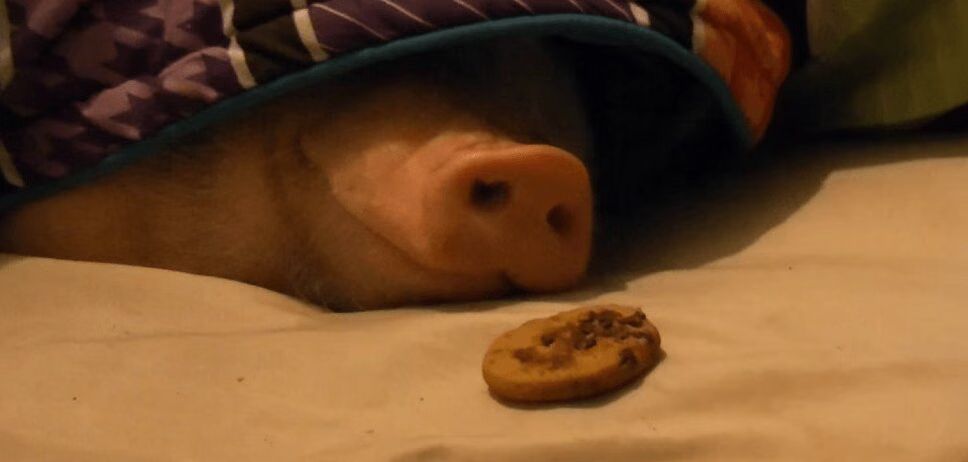 Sleeping Pig Wakes Up For A Cookie - Super Cute! (VIDEO)