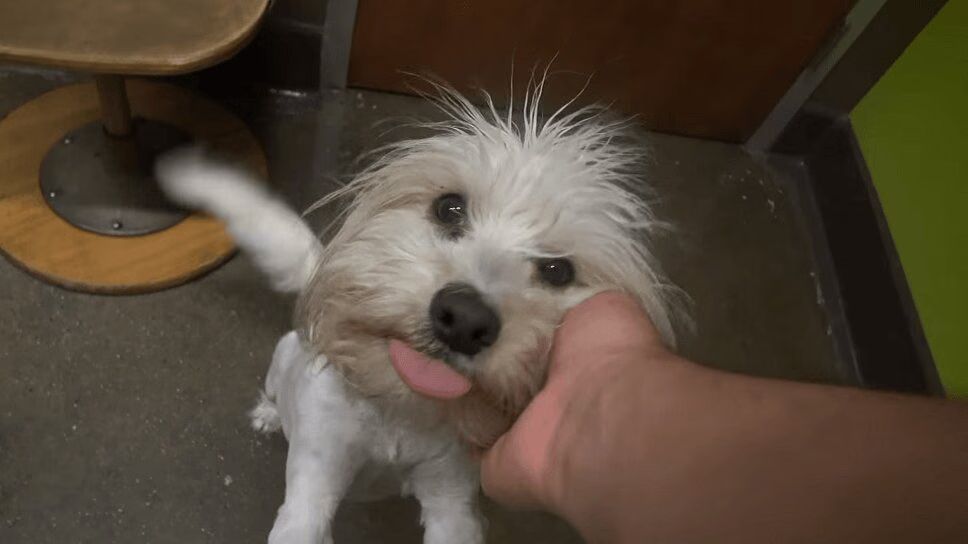 Stray Dog Is Rescued, Meets Betty White, and Finds Forever Home (VIDEO)