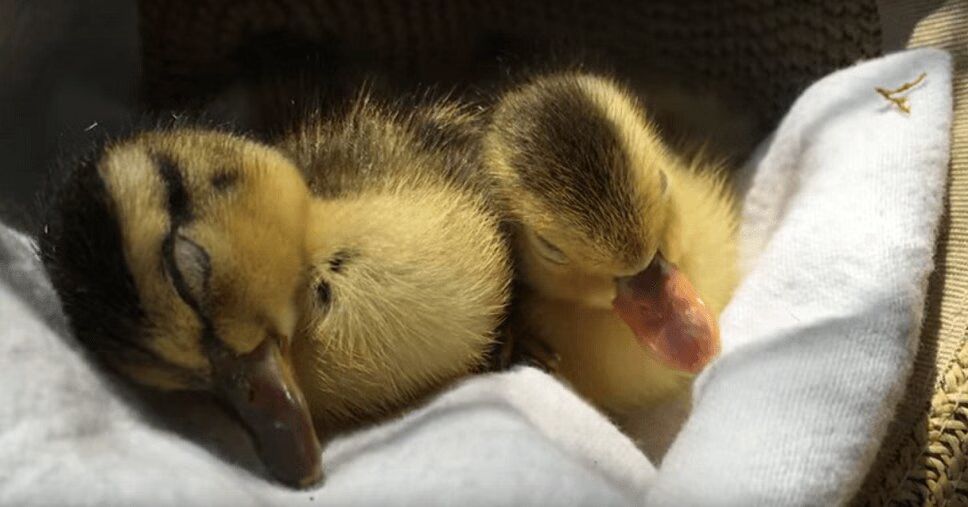 Tired Ducklings Fall Asleep In A Hat - So Cute! (VIDEO)