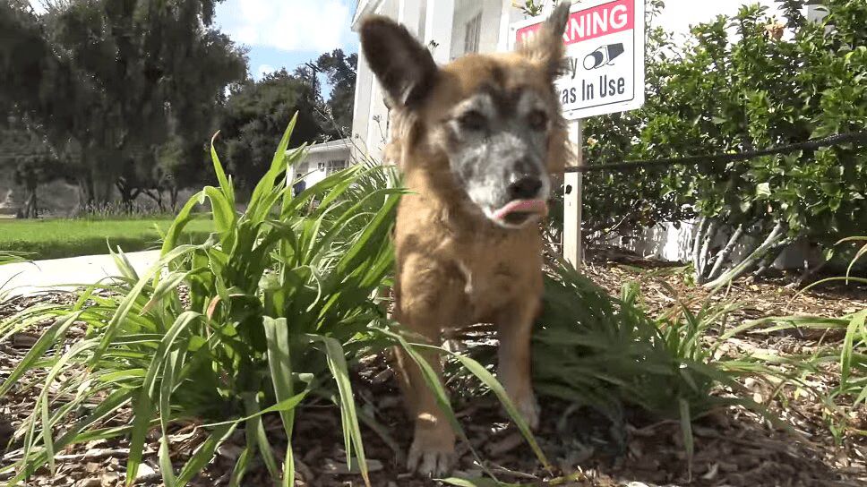 Abandoned Dog Living In Cemetery Is Rescued (VIDEO)