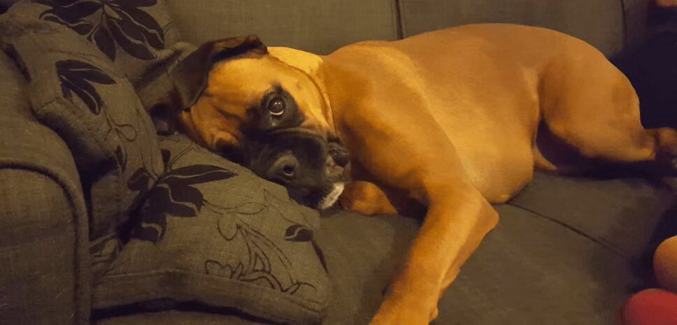 Adorable Boxer Dog Throws Ridiculous Temper Tantrum (VIDEO)