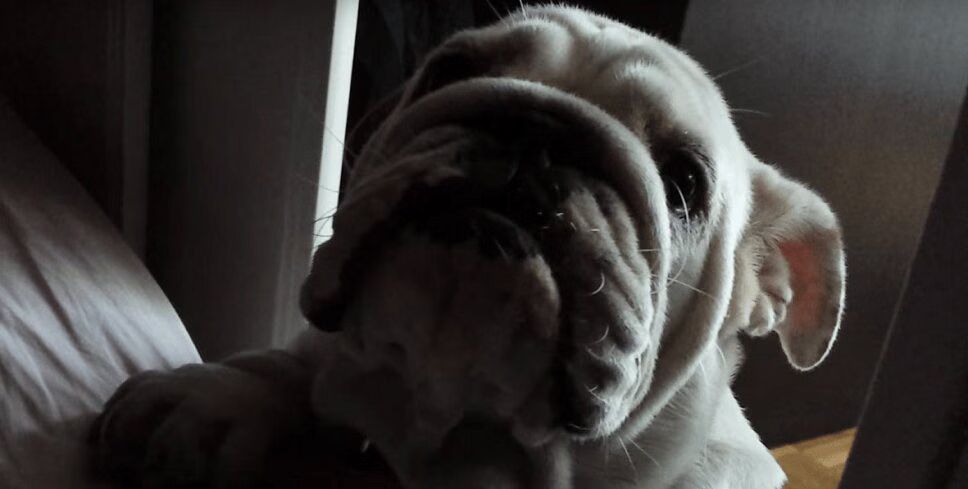 Adorable Bulldog Throws Temper Tantrum When Owner Says 'No' (VIDEO)