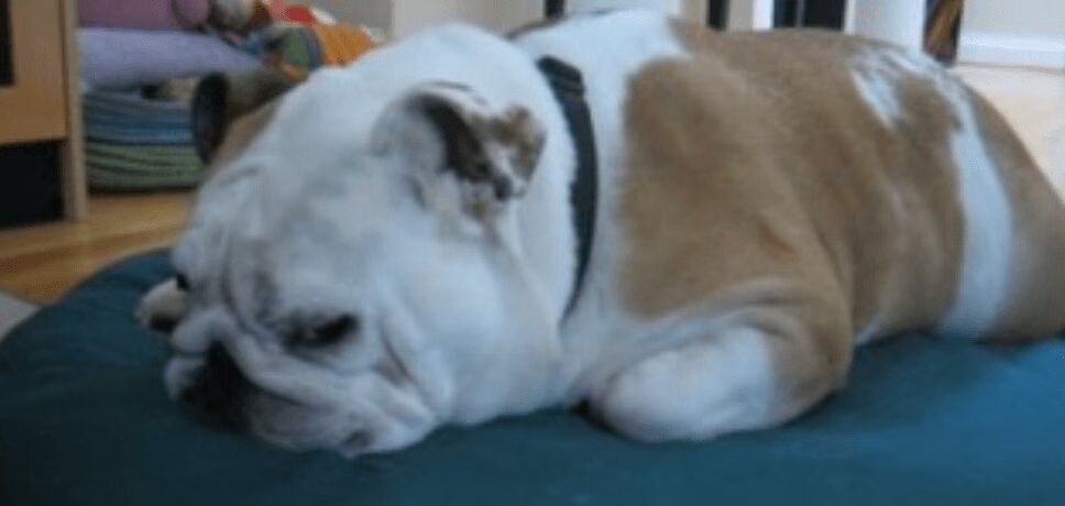 Adorable Bulldog Wants To Go On Car Ride (VIDEO)