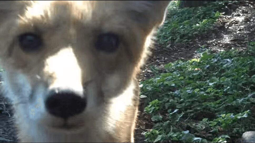 Adorable Friendly Fox Crashes BBQ Picnic (VIDEO)