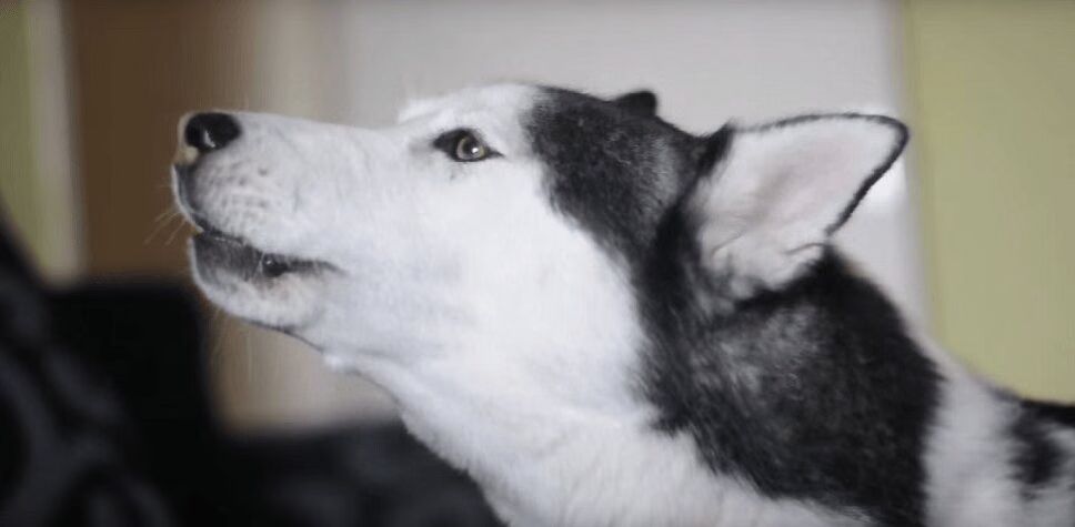 Adorable Husky Gets In Big Argument With Owner (VIDEO)
