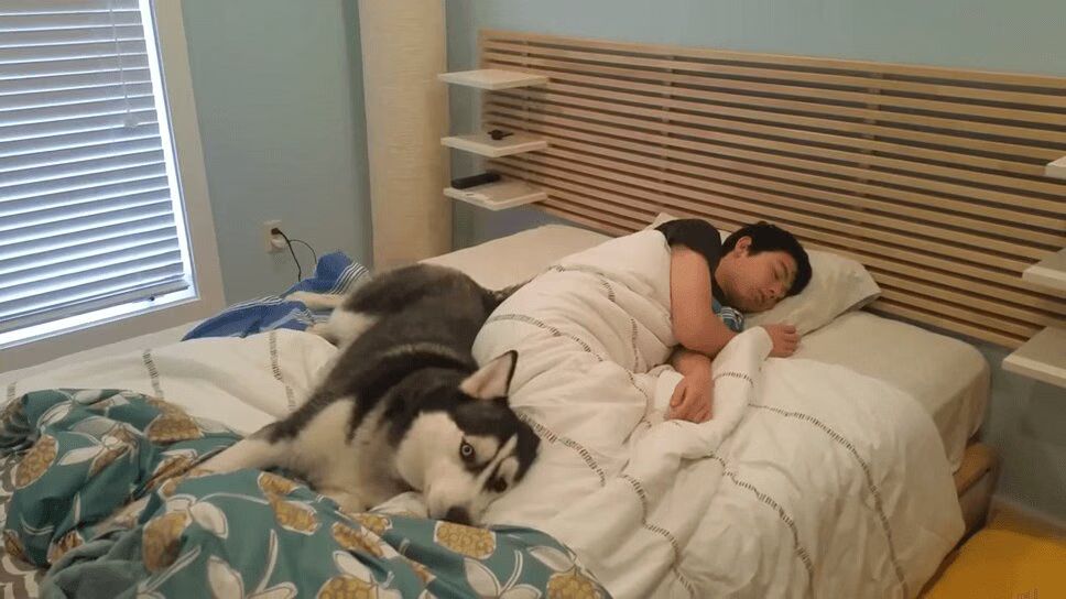 Adorable Husky Tries Waking Owner But Ends Up Snuggling Him Instead (VIDEO)
