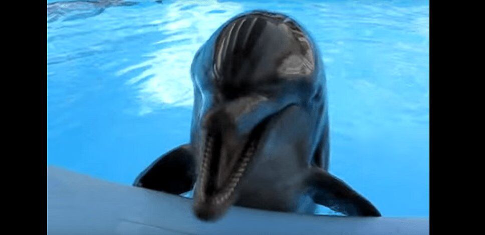 Adorable Laughing Dolphin Is Wonderfully Ridiculous (VIDEO)
