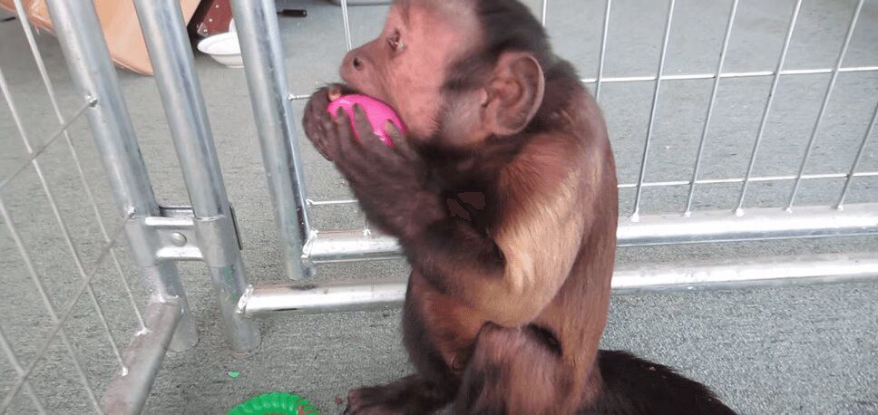Adorable Monkey Has A Blast With Easter Egg Hunt (VIDEO)