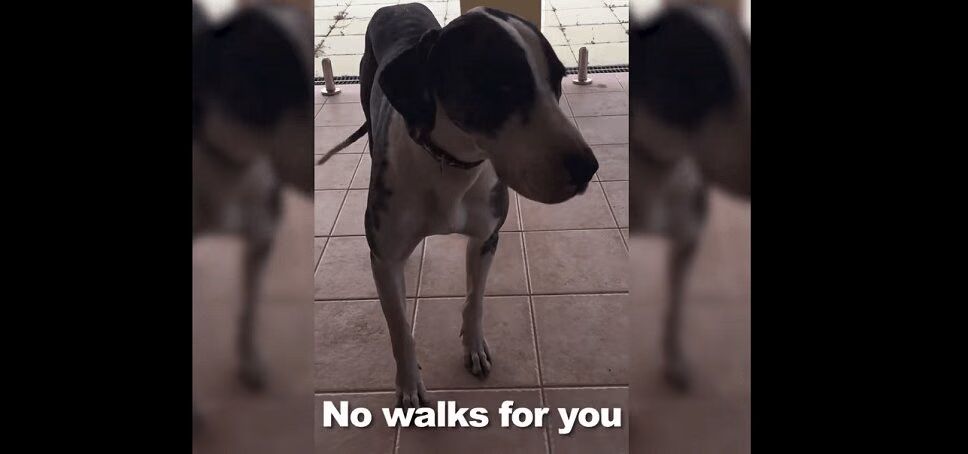 Big Dog Throws Bigger Fit When Told He Can't Go For Walk (VIDEO)