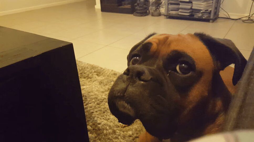 Boxer Dog Annoyed By Ice Cream-Eating Owner (VIDEO)