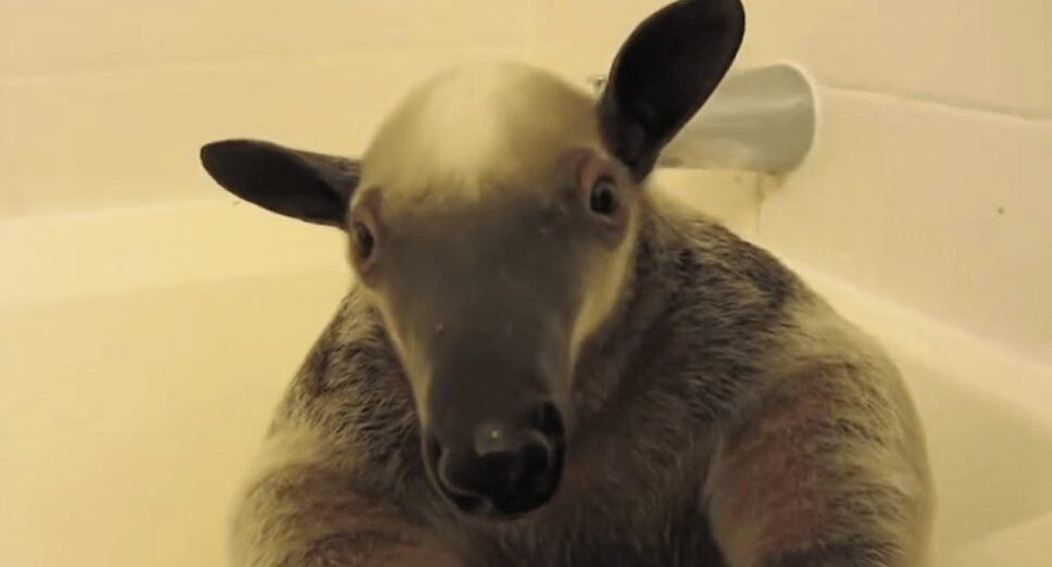 Cat, Kangaroo and Anteater Live Under Same Roof (VIDEO)