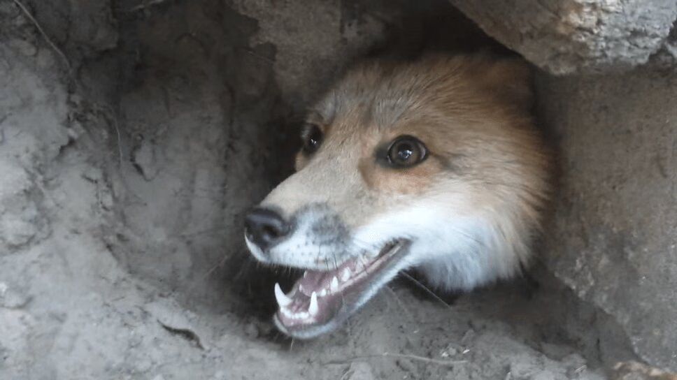 Cute Fox Has A Hard Time Getting Unstuck (VIDEO)
