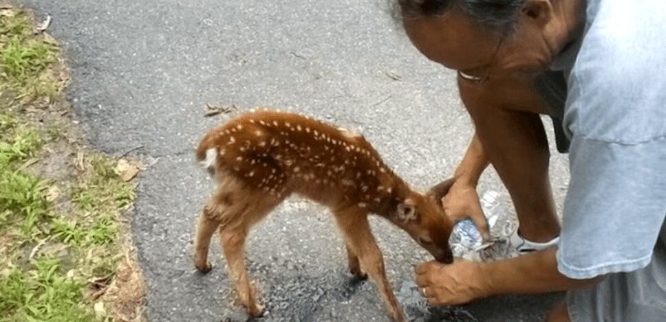 Friendly Baby Deer Is Just As Cute As You'd Expect (VIDEO)