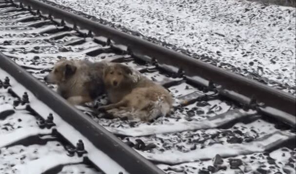 Heroic Stray Protects Injured Dog Trapped On Train Tracks (VIDEO)