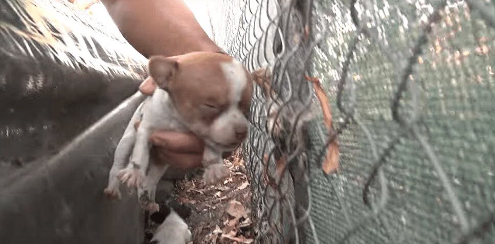 Homeless Dog Gives Birth To Three Puppies On College Campus (VIDEO)
