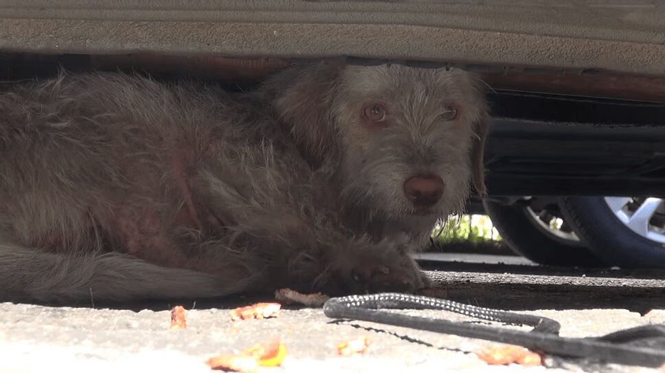 Homeless Dog Living Under Cars Finally Rescued After Seven Months (VIDEO)