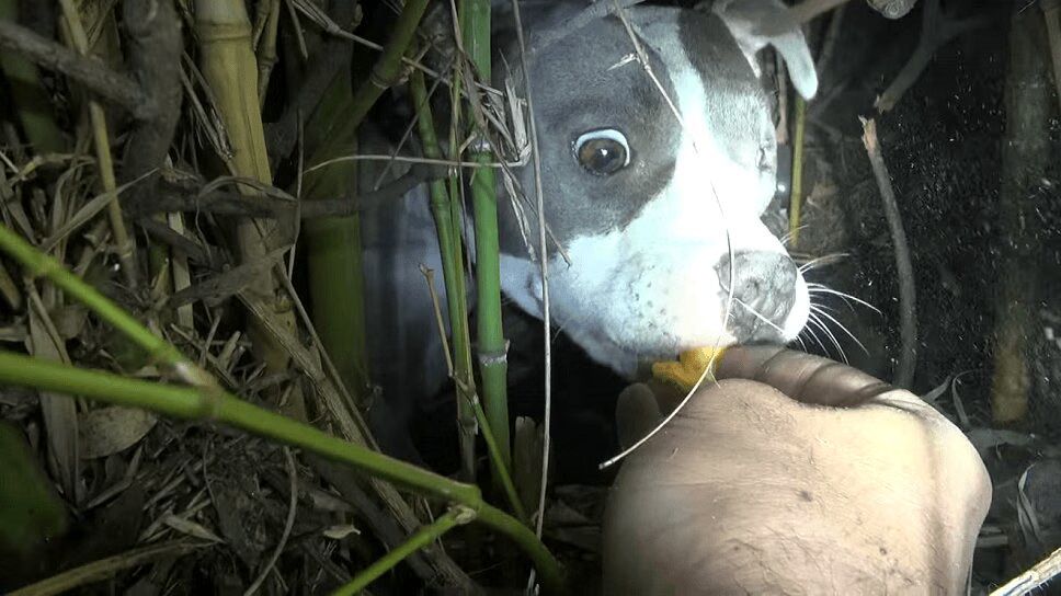 Injured Dog Refuses To Leave Her Puppies Behind (VIDEO)