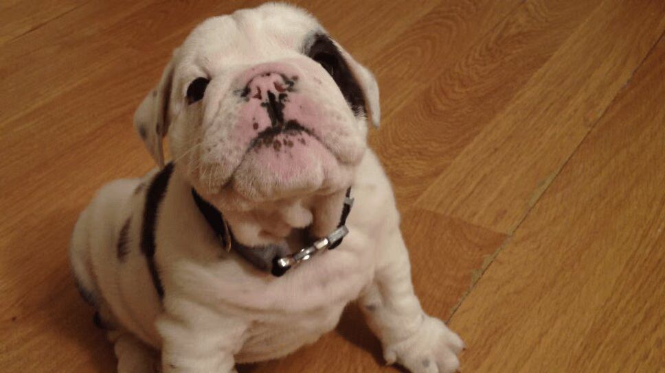 Little Bulldog Puppy Throws Big Old Temper Tantrum (VIDEO)
