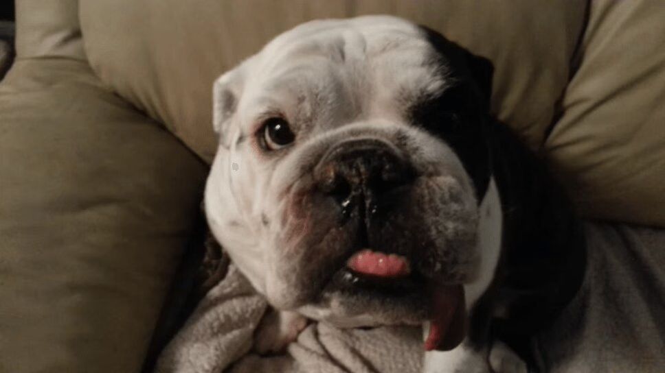 Misbehaving English Bulldog Can't Hide His Guilt (VIDEO)