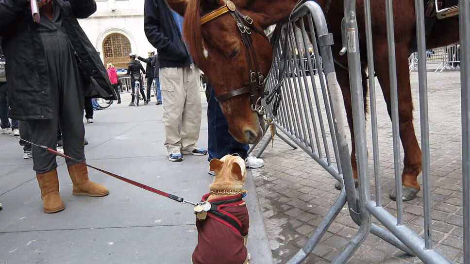 New York City Police Horse Makes Furry New Friend (VIDEO)