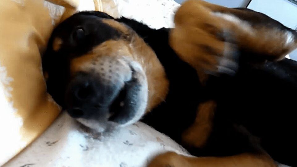 Old Rescue Dog Experiences Love And Affection For First Time (VIDEO)