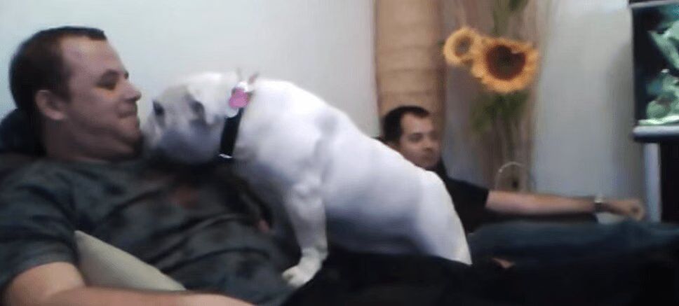 Precious Bulldog Is Desperate To Snuggle! (VIDEO)
