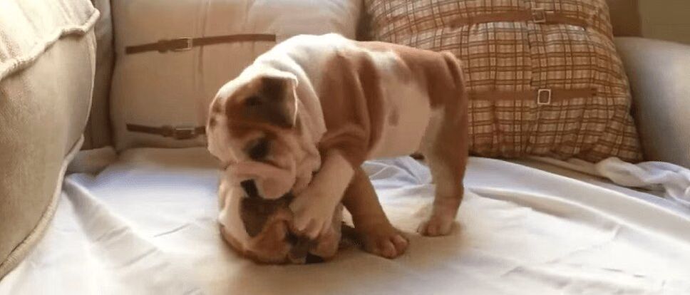 Precious English Bulldog Puppies Wrestle - Way Cuter Than WWE! (VIDEO)