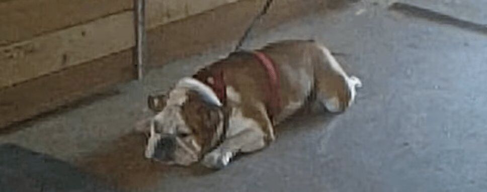 Precious English Bulldog Throws One Big Pity Party (VIDEO)
