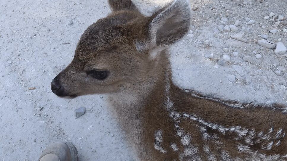 Precious Fawn Gets Friendly With Logger (VIDEO)