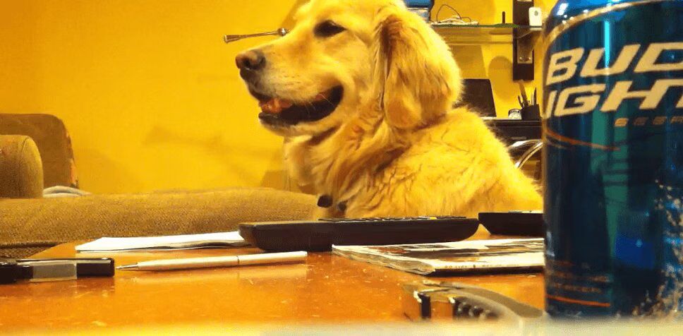 Precious Golden Retriever Loves Listening To Guitar (VIDEO)