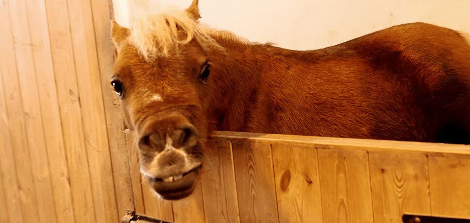 Precious Horse Suffering From Dwarfism Lives Like A House Pet (VIDEO)