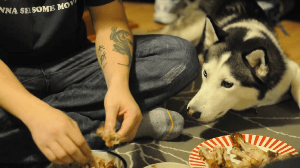 Precious Husky Begs Owner For Chicken (VIDEO)